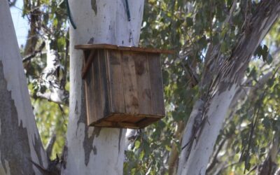 Nest boxes are making a difference