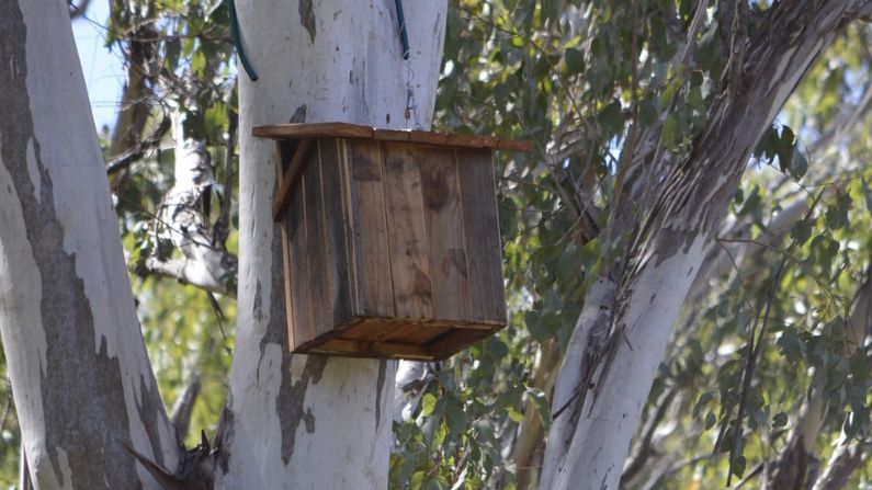 Nest boxes are making a difference
