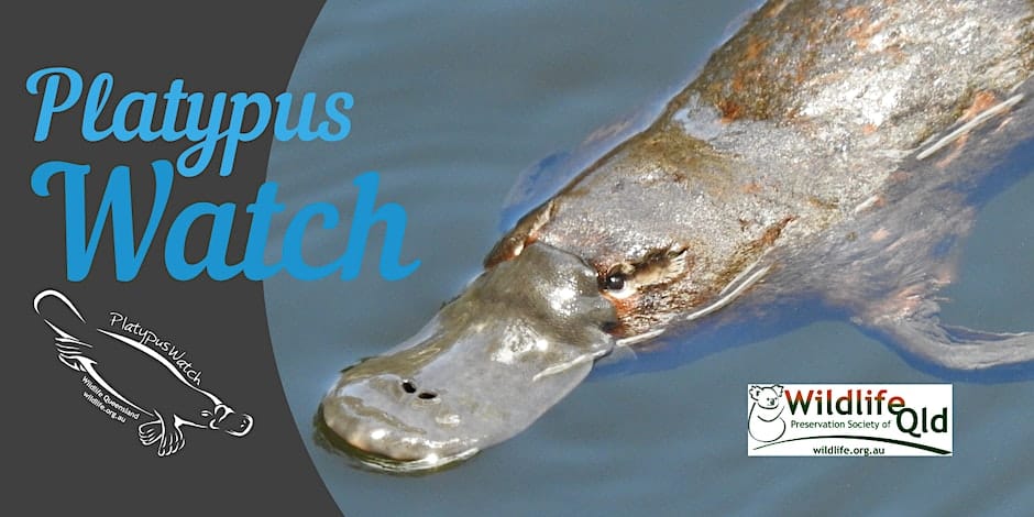 PlatypusWatch Wolston Centenary Platypus Talk & Results