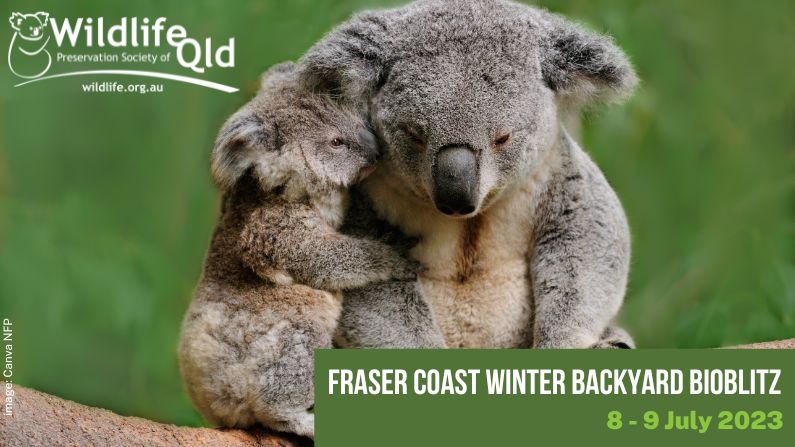 Wildlife Queensland Fraser Coast Backyard Bioblitz — Winter 2023