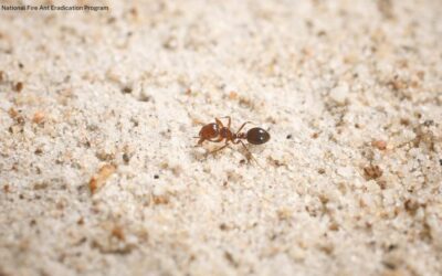 Fire ants threaten wildlife and ecosystems in Australia