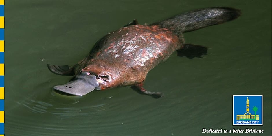 Brisbane Biodiversity Seminar: Plight of the Platypus