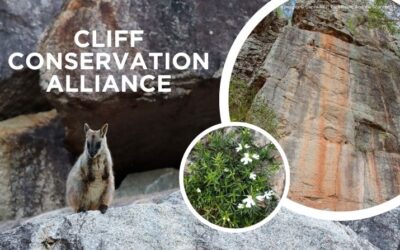 Wildlife Queensland welcomes new network to safeguard precious cliff environments