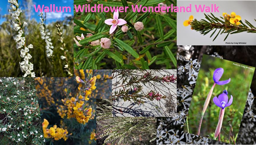 Wildlife Queensland Fraser Coast Branch Spring Wildflower Walk: Poona