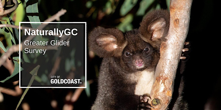 Greater Glider night survey and walk