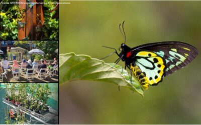 Community collaboration continues: Wildlife Queensland and West Village working to safeguard threatened Richmond birdwing butterfly