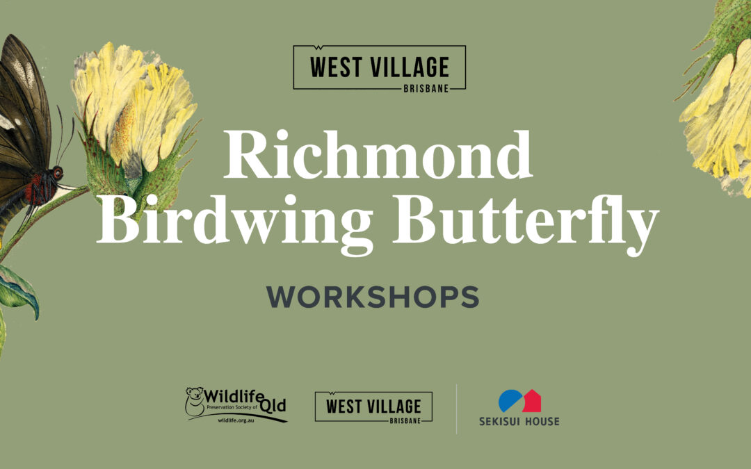 Richmond Birdwing Butterfly Workshops