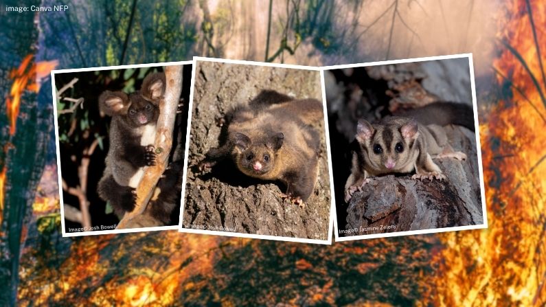 Bushfires pushing Australia’s arboreal wildlife, including gliders, to the brink