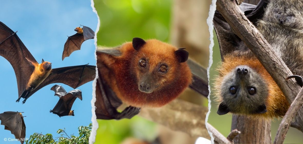 Flying-foxes