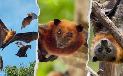 Flying-foxes: Guardians of biodiversity
