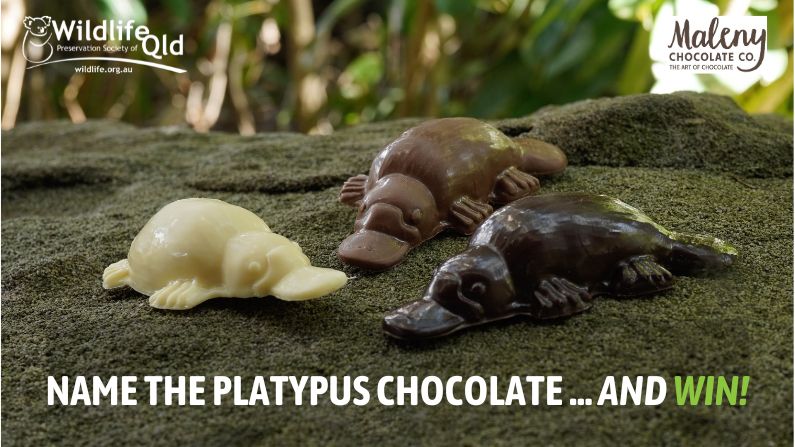 Help “Name the Platypus Chocolate” and WIN!