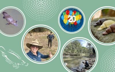 PlatypusWatch: 20 Years protecting Queensland’s iconic platypus population