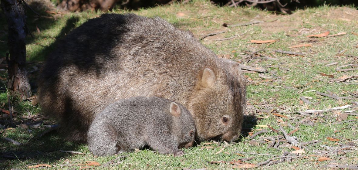 Mother and child wombats on Maria Island, Tasmania