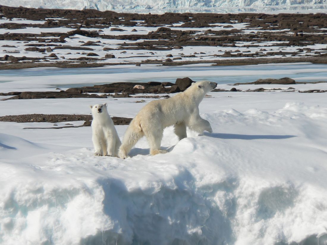 Polar bear mother and cub - Svalbard 2009