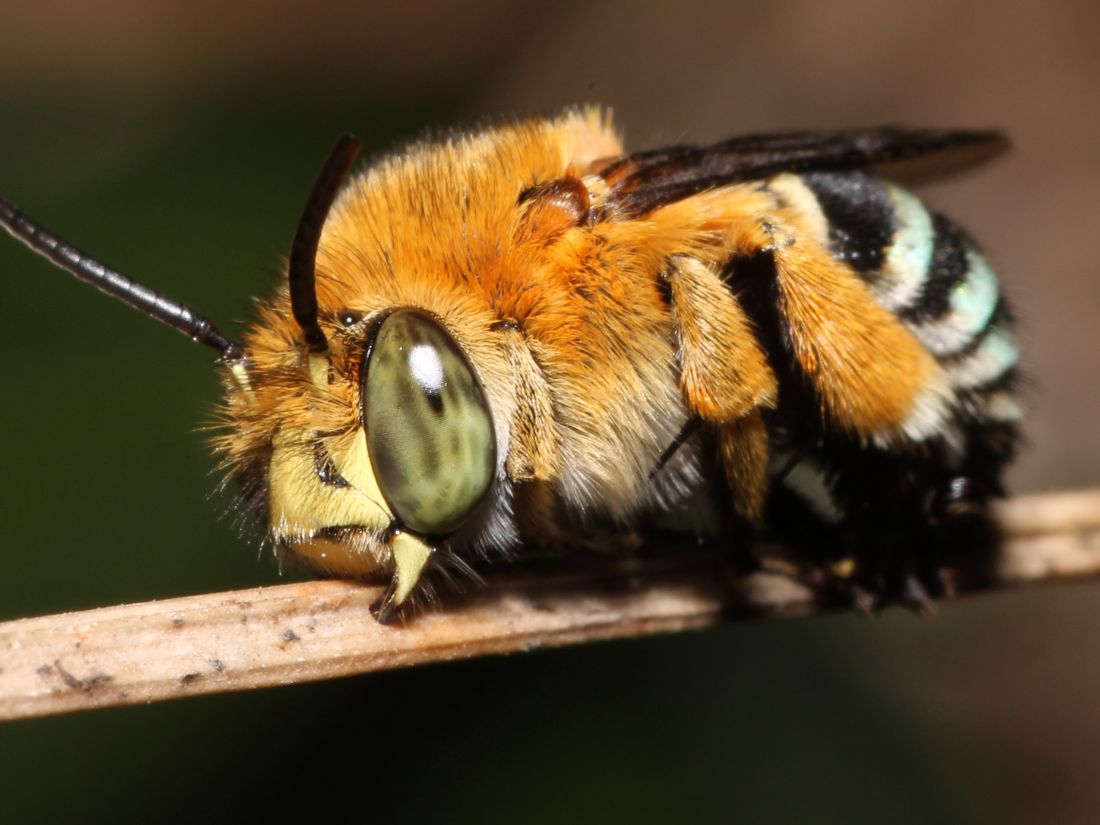 Female blue-banded bee roosting at night