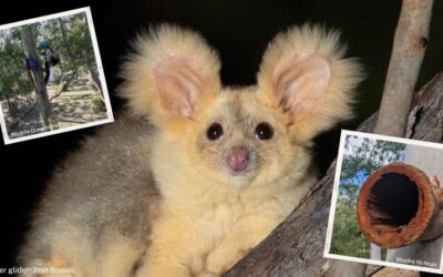 Wildlife Queensland creates artificial tree hollows for endangered gliders  