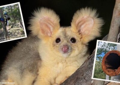 Greater Glider Conservation and Community Engagement in Logan
