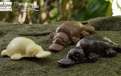 “Name the Platypus Chocolate” contest winning name revealed