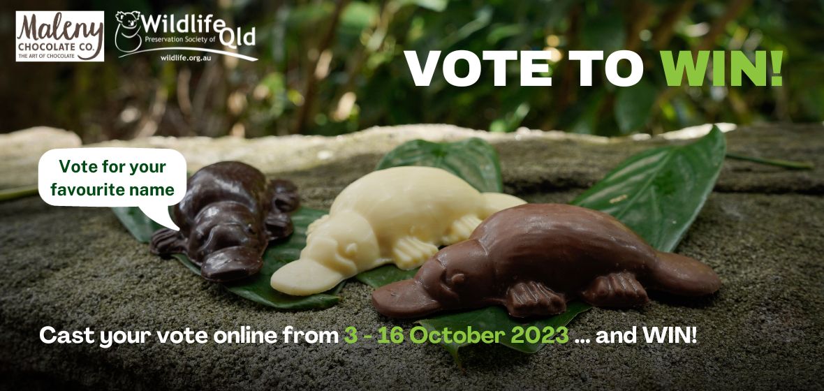 Voting open for Name the Platypus Chocolate Contest