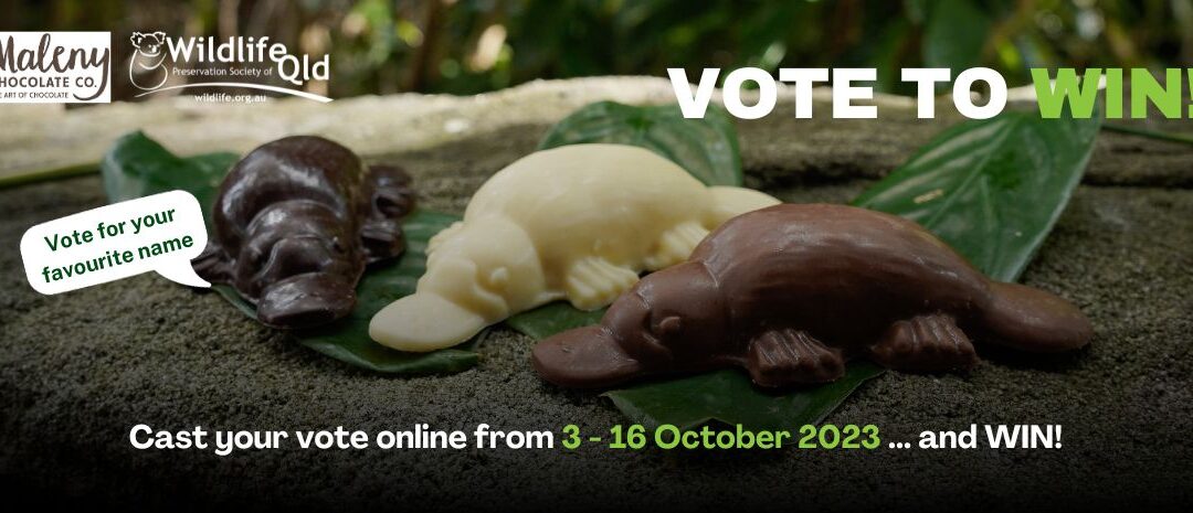 Vote to Name the Platypus Chocolate