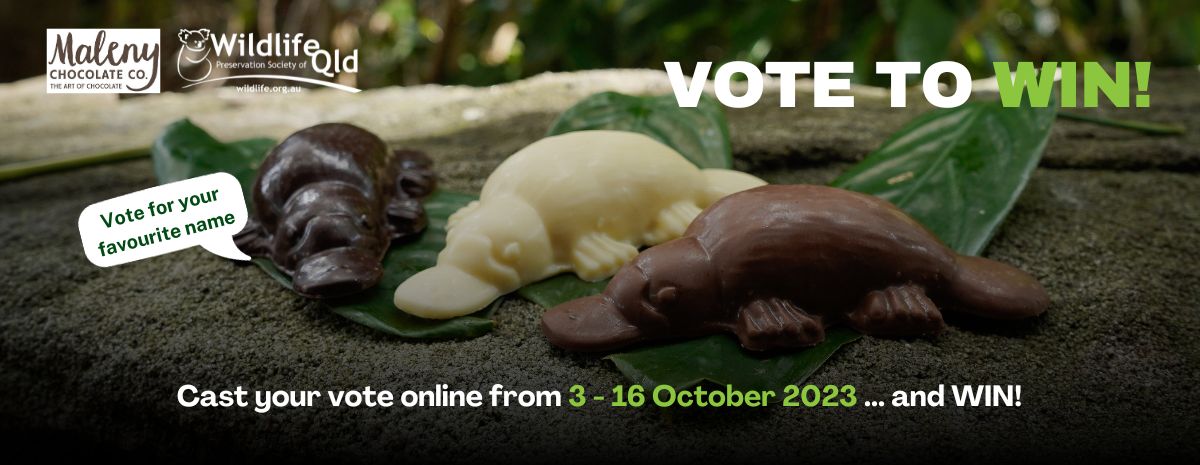 Vote to Name the Platypus Chocolate
