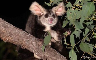 Help save Gizmo and her greater glider family