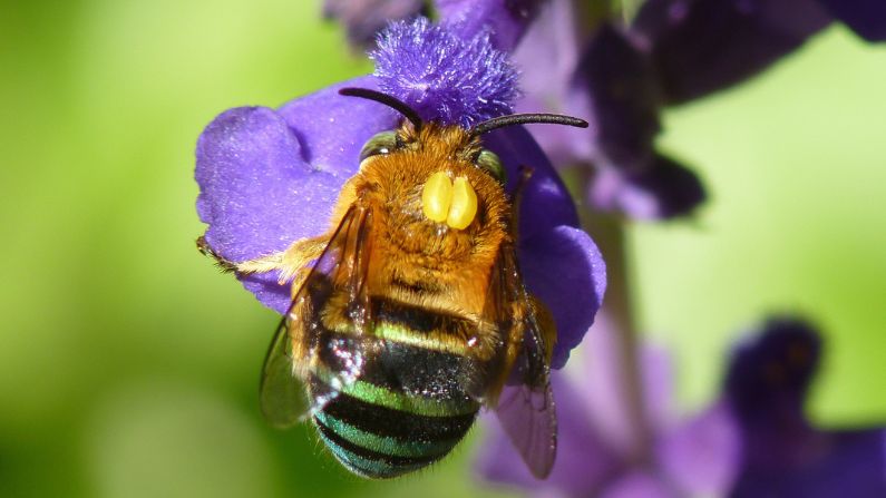 Attracting native bees in South East Queensland: Plant selection guide