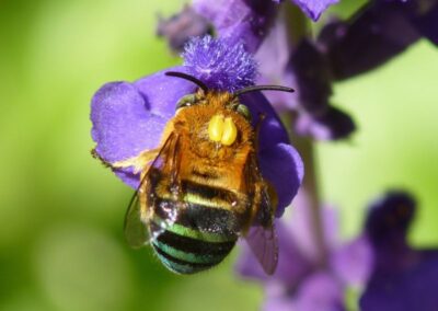 Female blue-banded bee with orchid pollinia