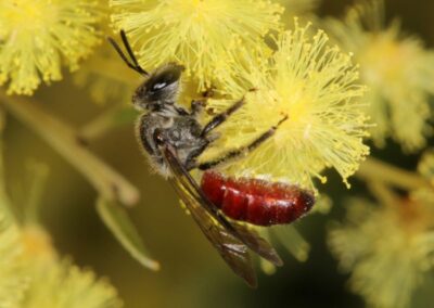 Australian native bee (Lasioglossum Parasphecodes hiltacum) on Acacia fimbriata