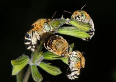 Amegilla pulchra males and females roosting together on a salvia at night