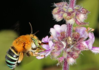 Male blue-banded bee on Perennial basil