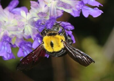 Carpenter bee on Salvia Mystic Spires