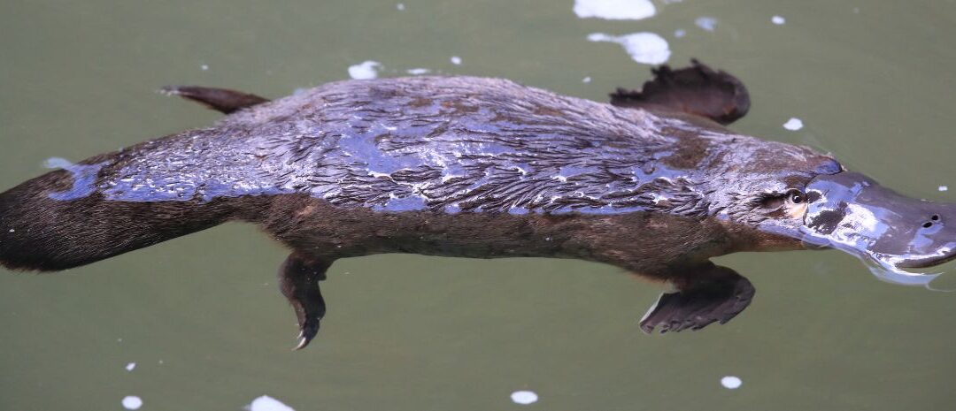 Webinar: Can the platypus save our rivers?