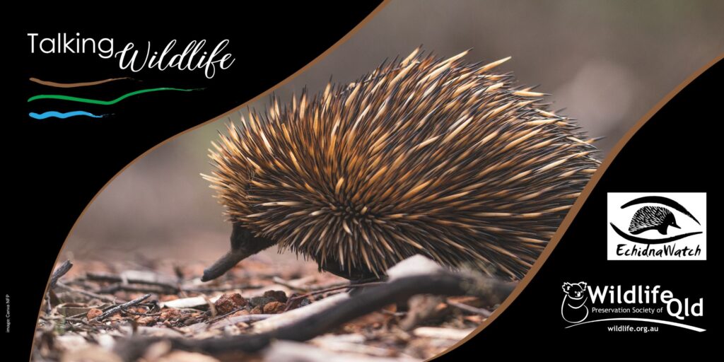 Echidna Walk & Talk