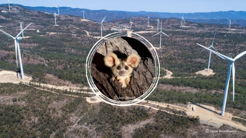 Taking the green out of green energy? Balancing wind power growth with wildlife conservation in Queensland    