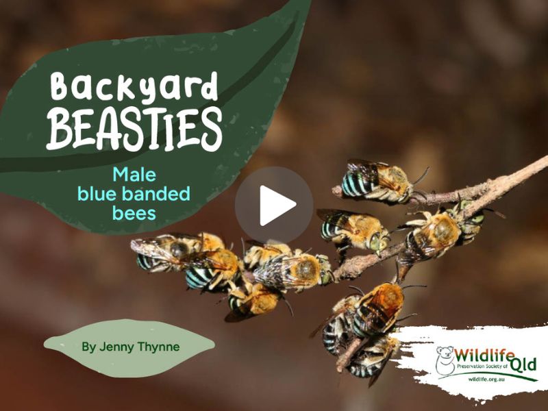 Male Blue Banded Bees picture book