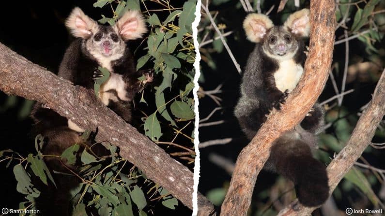 Wildlife Queensland’s glider projects: Exciting updates and plans! 