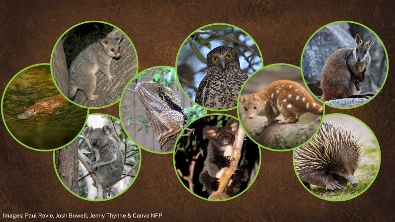 Who’s visiting your backyard? Identifying wildlife from their scat 