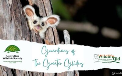 Australian Wildlife Society and Wildlife Queensland collaborate to fund new greater glider project 
