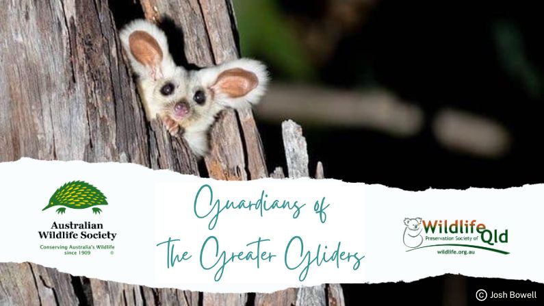 Australian Wildlife Society and Wildlife Queensland collaborate to fund new greater glider project 