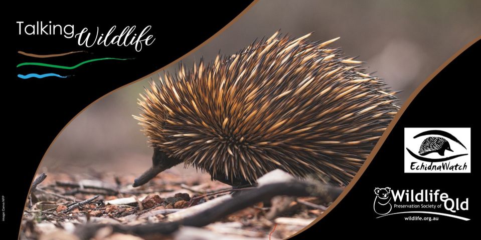 Echidnas with Dr Kate — WPSQ Bayside April Meeting