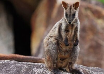 Doubling the Brush-tailed Rock-wallaby in Southern Queensland