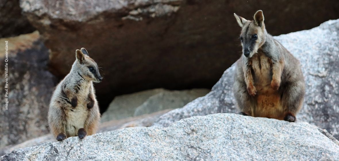 Brush-tailed rock-wallaby