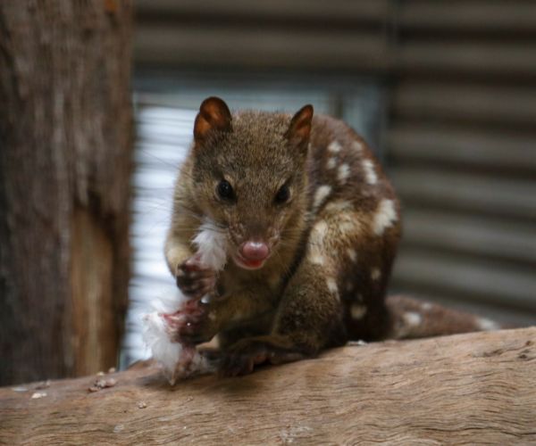 Mac the spotted-tailed quoll.