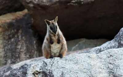Wildlife Queensland secures grant aiming to double brush-tailed rock-wallaby population