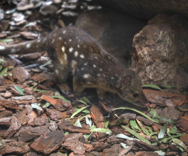 Mac the spotted-tailed quoll.