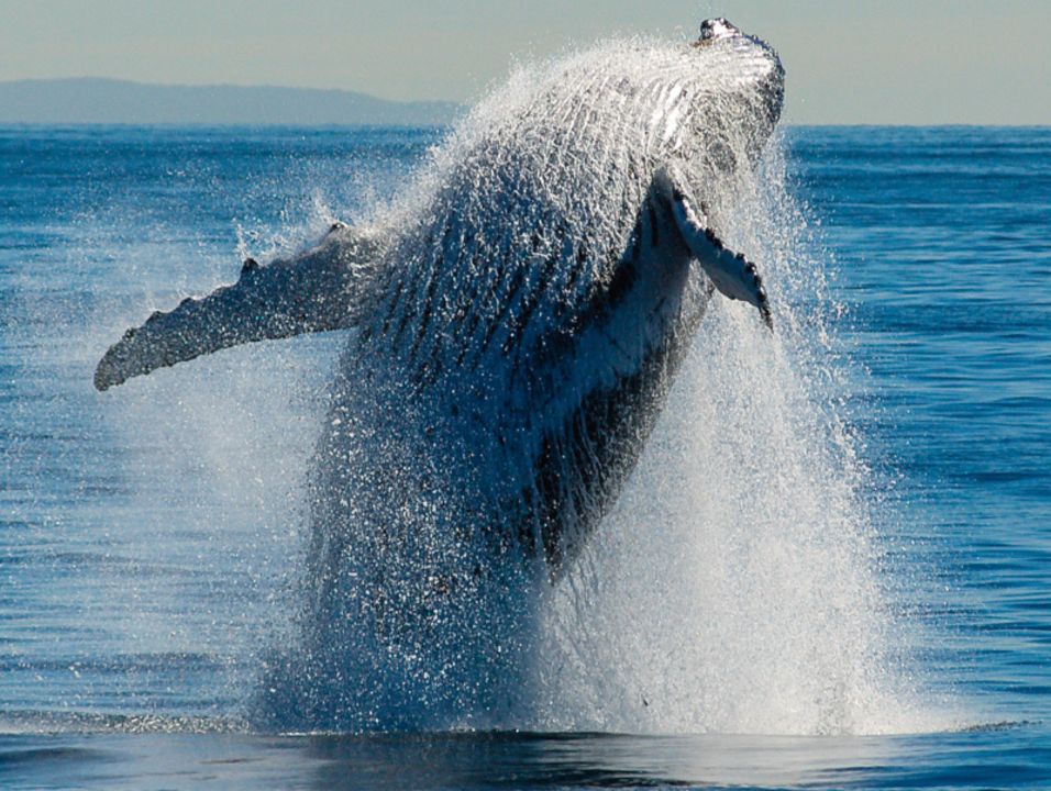 Breaching humpback whale