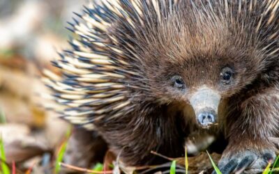 Help track South East Queensland’s short-beaked echidnas  