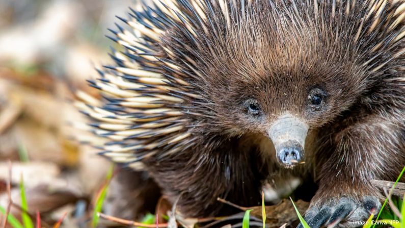 Help track South East Queensland’s short-beaked echidnas  