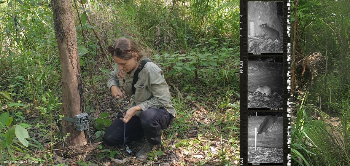 Quoll camera set-up, Sunshine Coast